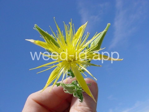 blazing-star